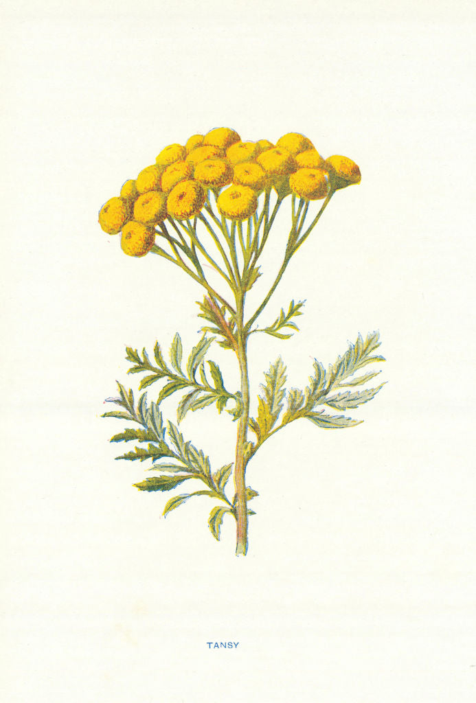Tansy. Wild Flowers by Frederick Edward Hulme c1895 old antique print picture